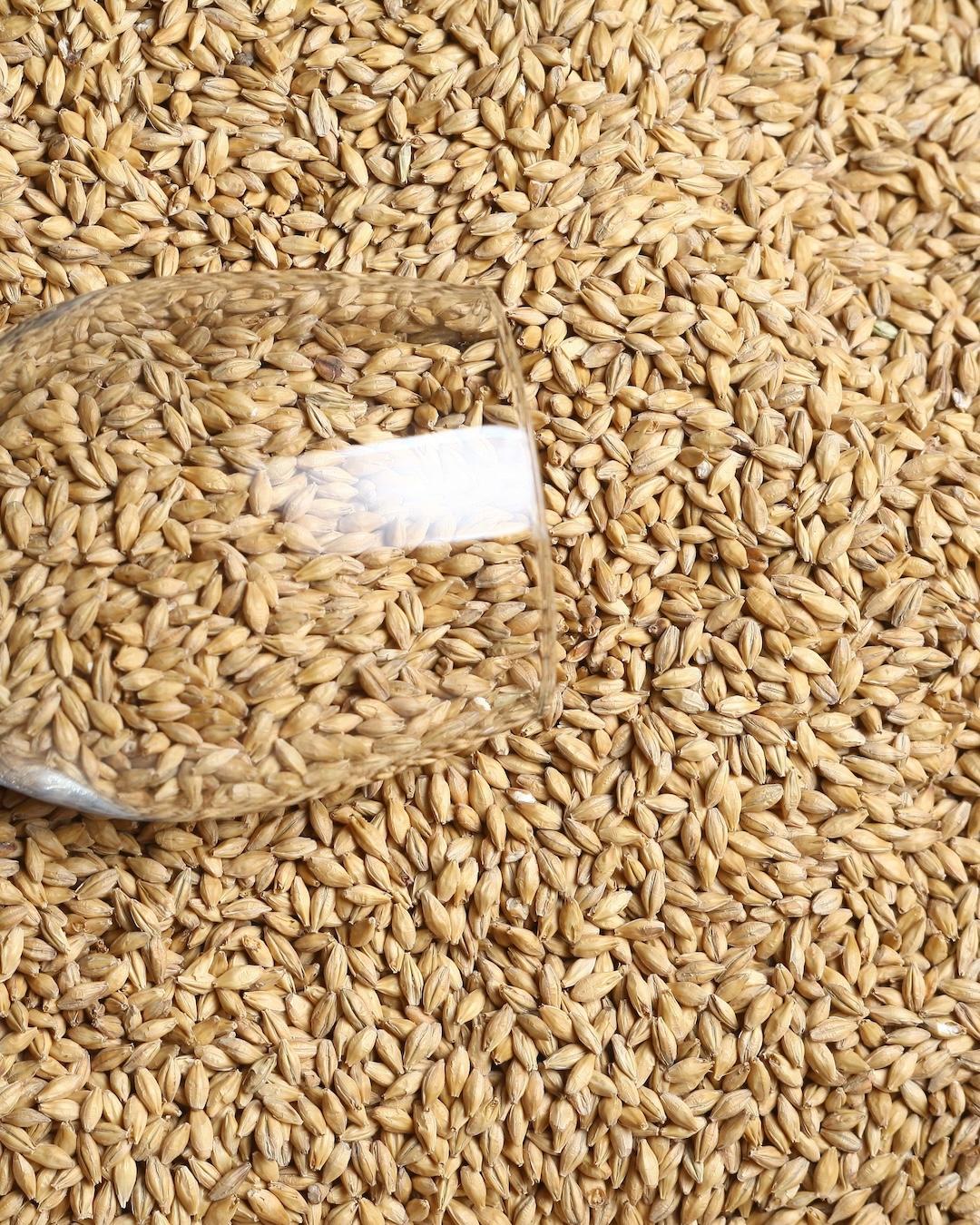 grain used in Beer skin production