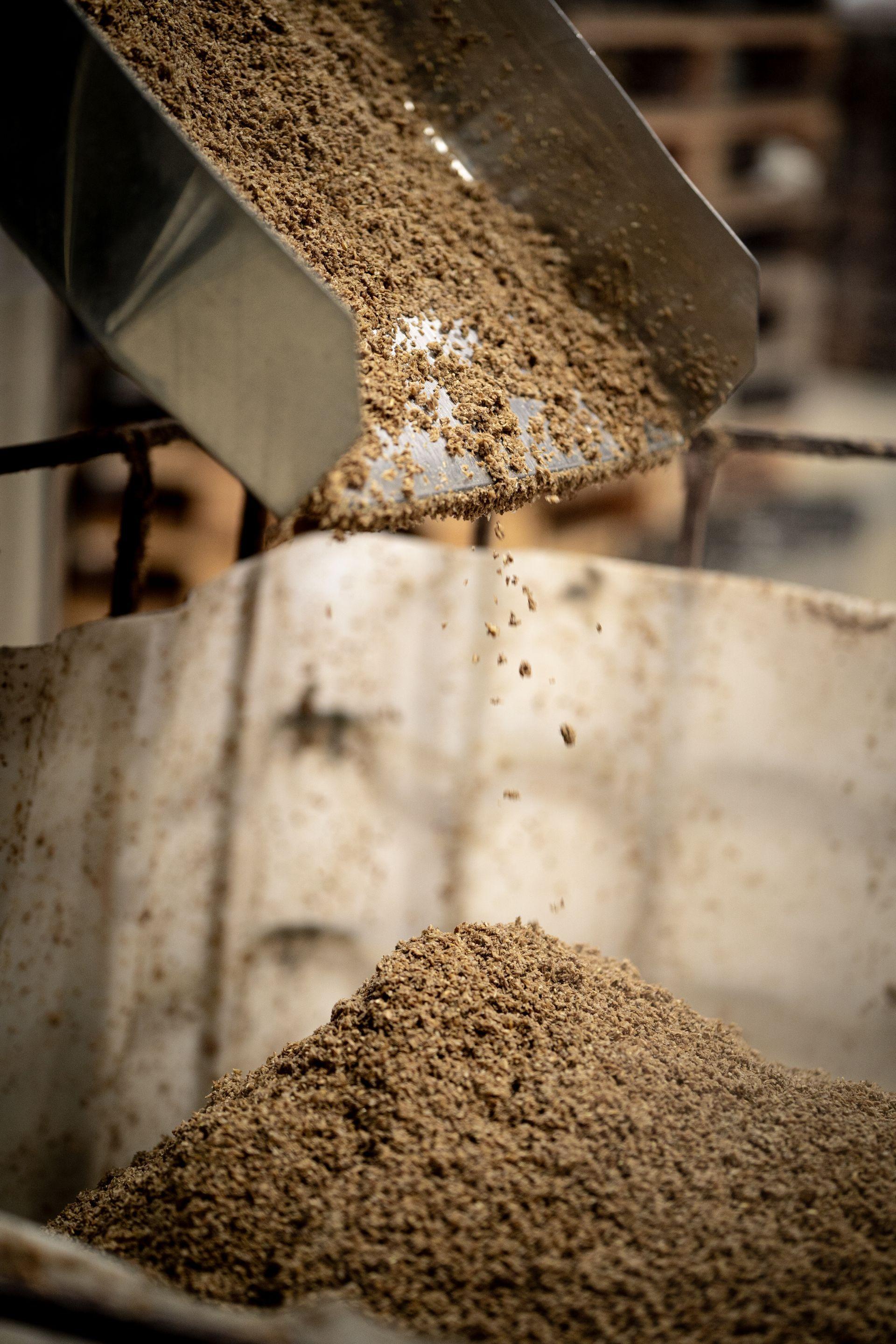 Dried out barley production of beer